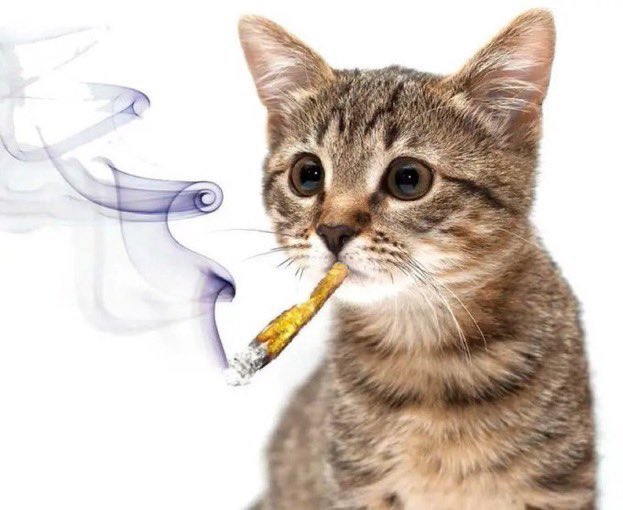 photoshopped tabby cat smoking a blunt